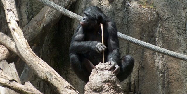 BonoboFishing-723x364